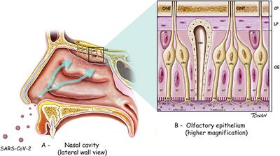 Neuromechanisms of SARS-CoV-2: A Review